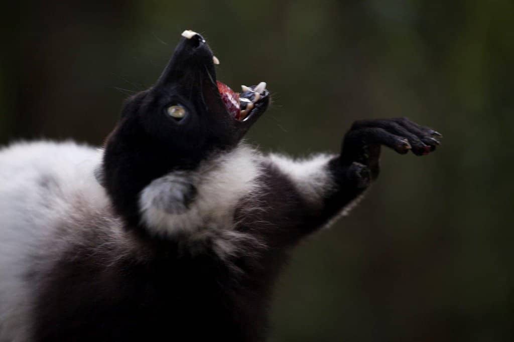 Free-Roaming Primates