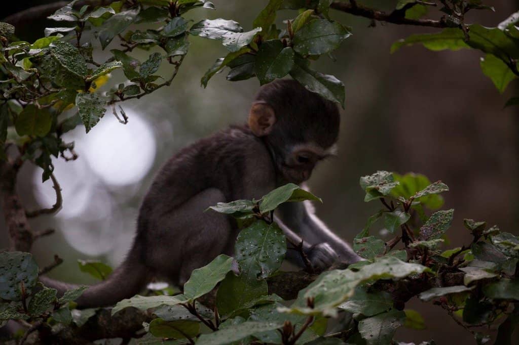Suspension Bridge Encounters