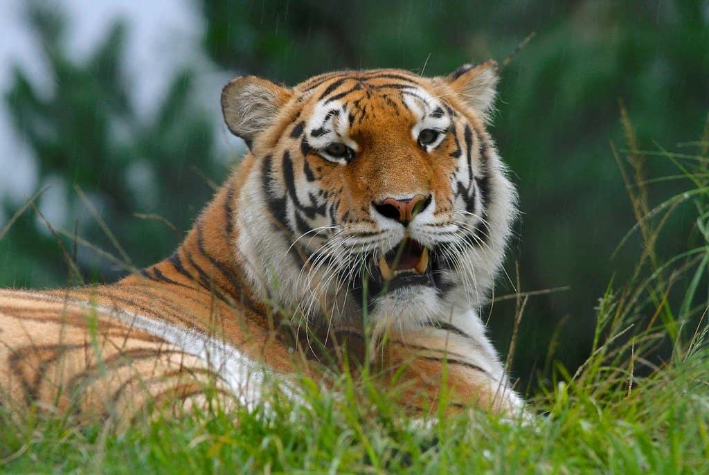 Majestic Big Cats
