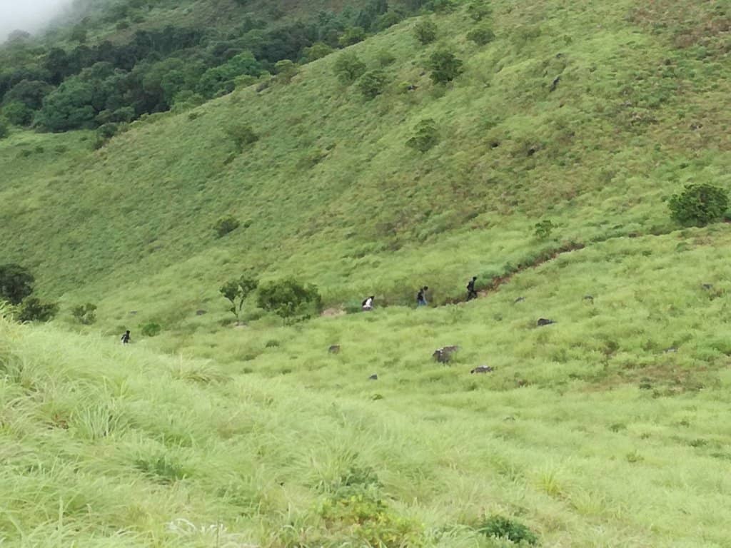 Shola Forests & Grasslands