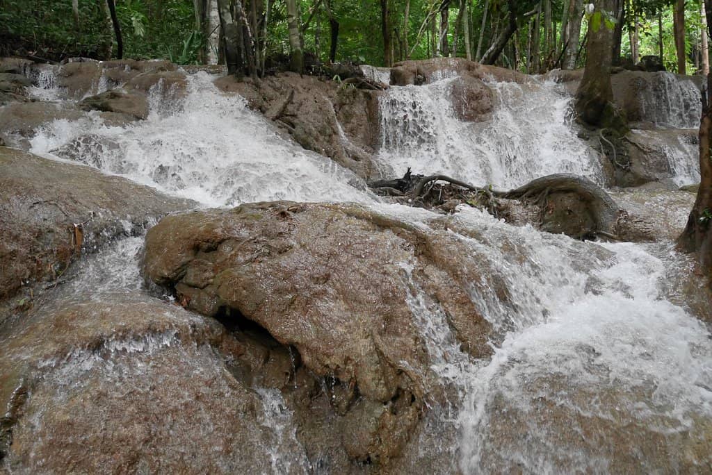 Lush Forest Surroundings