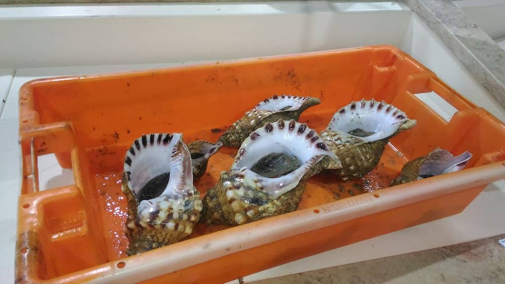 Local Produce & Delicacies