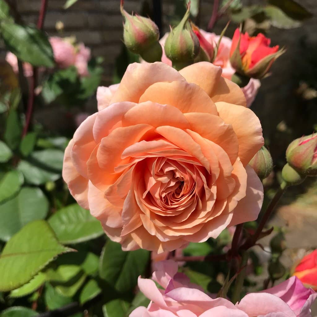 Exotic Plant Collection