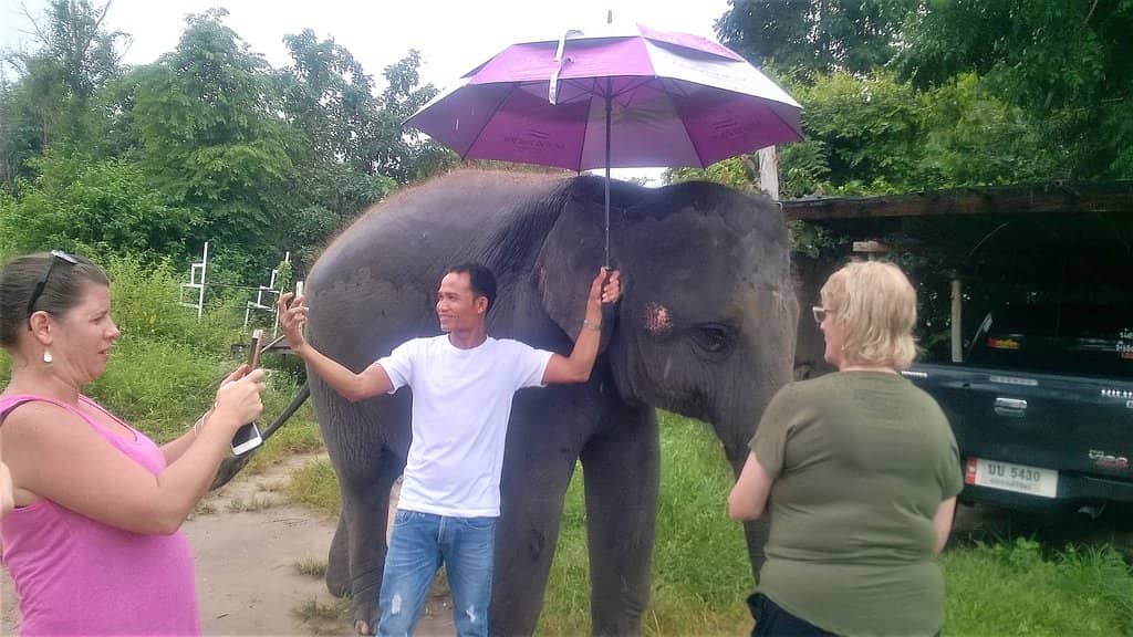 Walk with Rescued Elephants