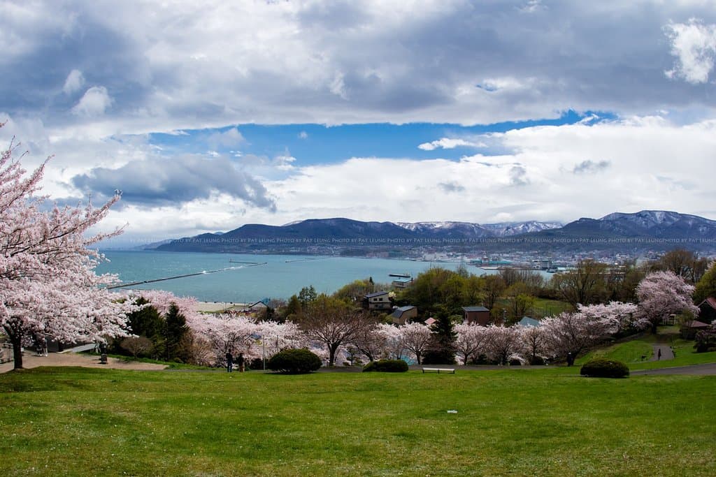 有海景襯托的櫻花不是處處可見啊