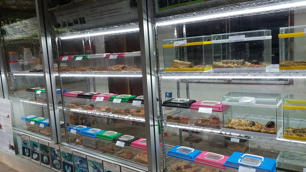 Exotic Insect Collection