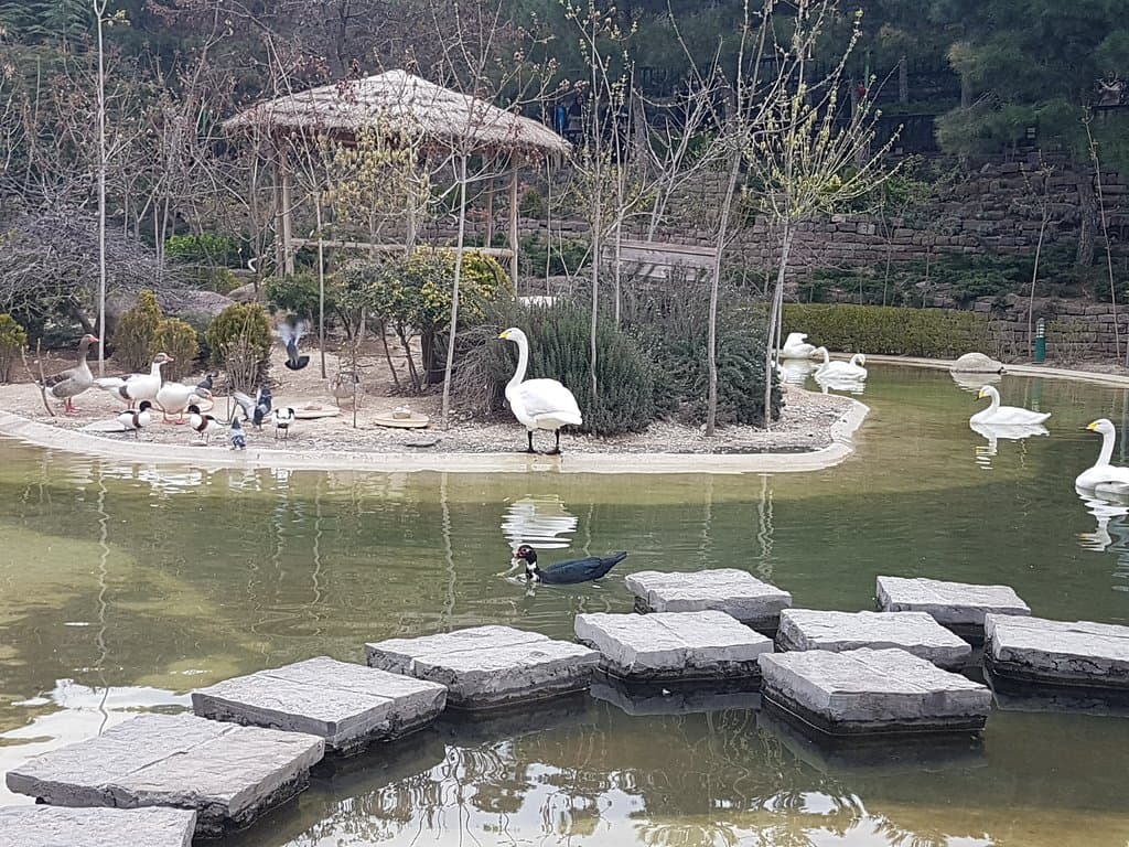 beautiful birds