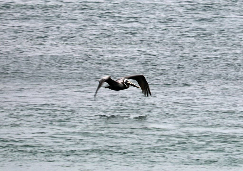 Shelling on the Beach