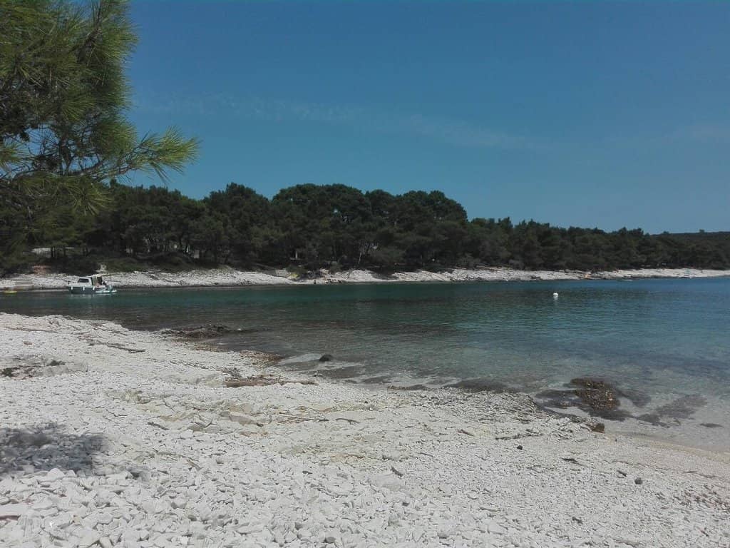 Lush Pine Forest Shade