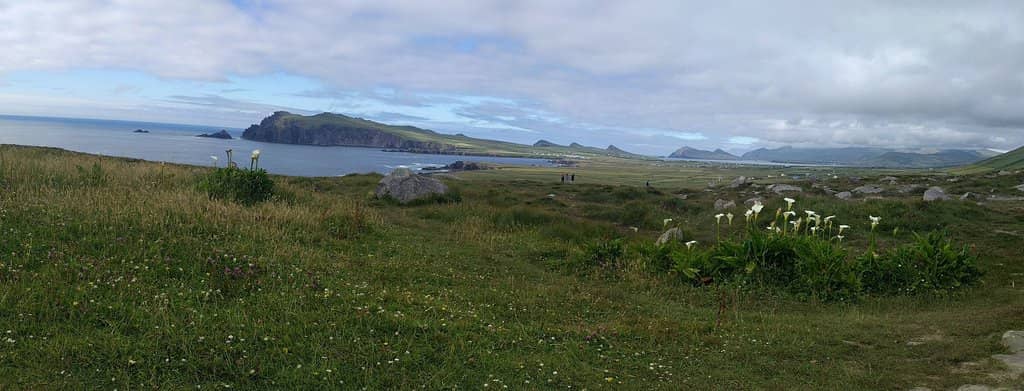 Dingle Dolphin Boat Tours