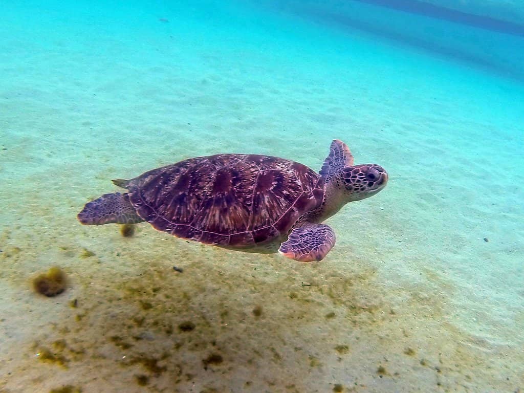 Swim with Sea Turtles