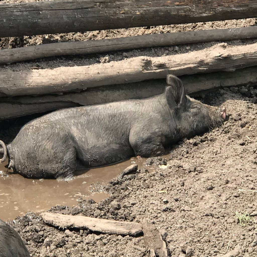 Farm Animals