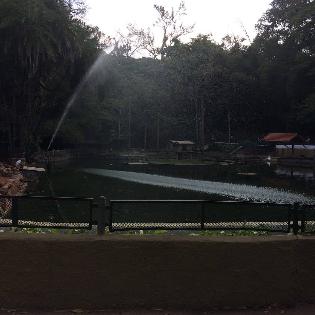 Peaceful Morning Strolls