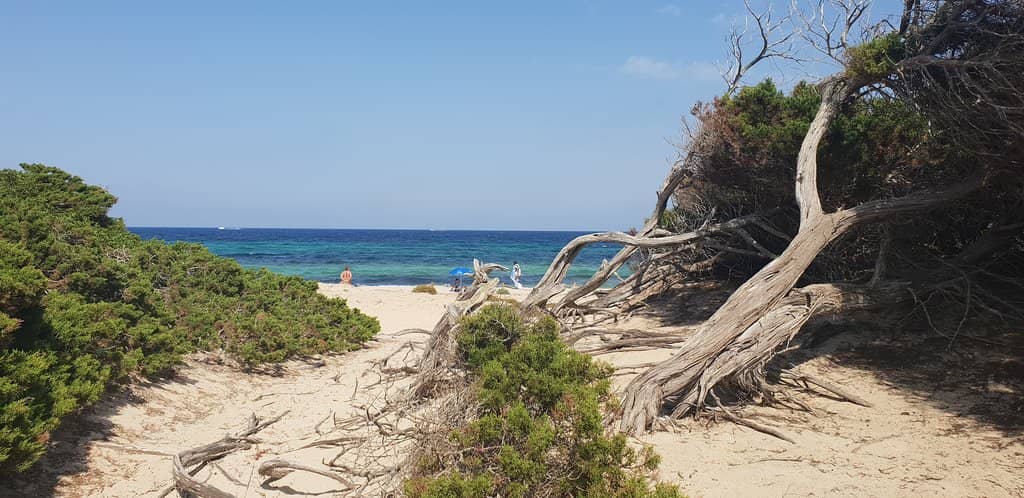 Expansive Sandy Shoreline
