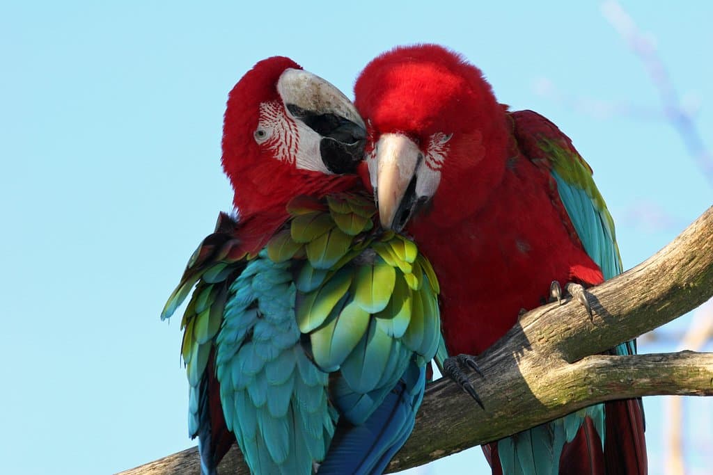 Parc des Oiseaux