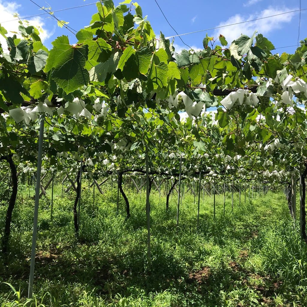 Katsunuma Winery Area
