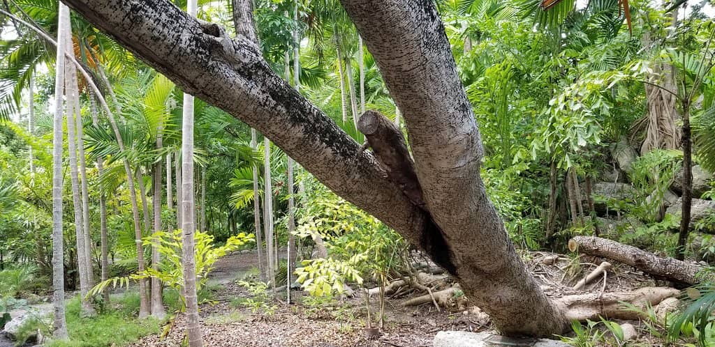 Lush Botanical Gardens