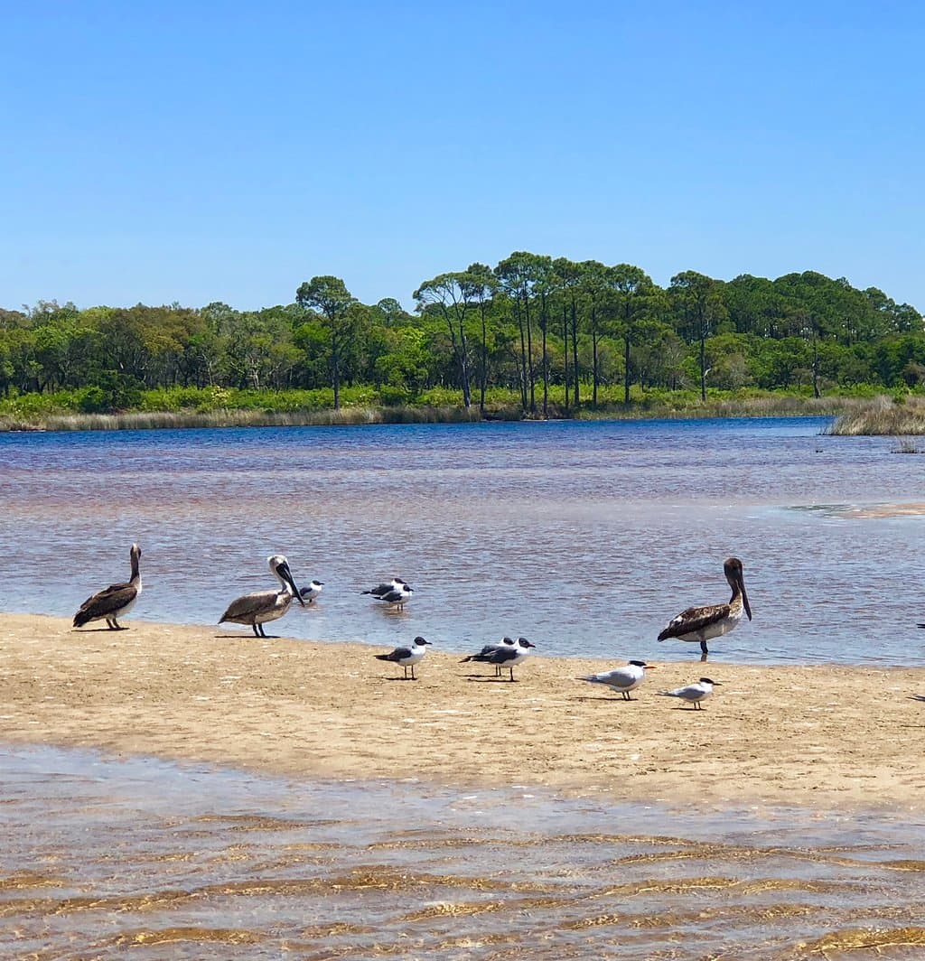 Camp Helen State Park