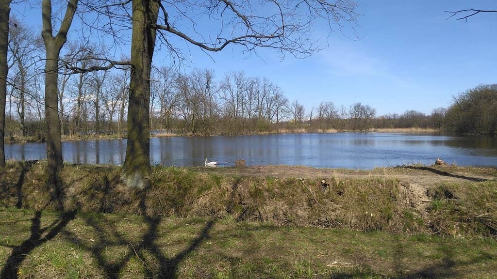 Winter Cross-Country Skiing