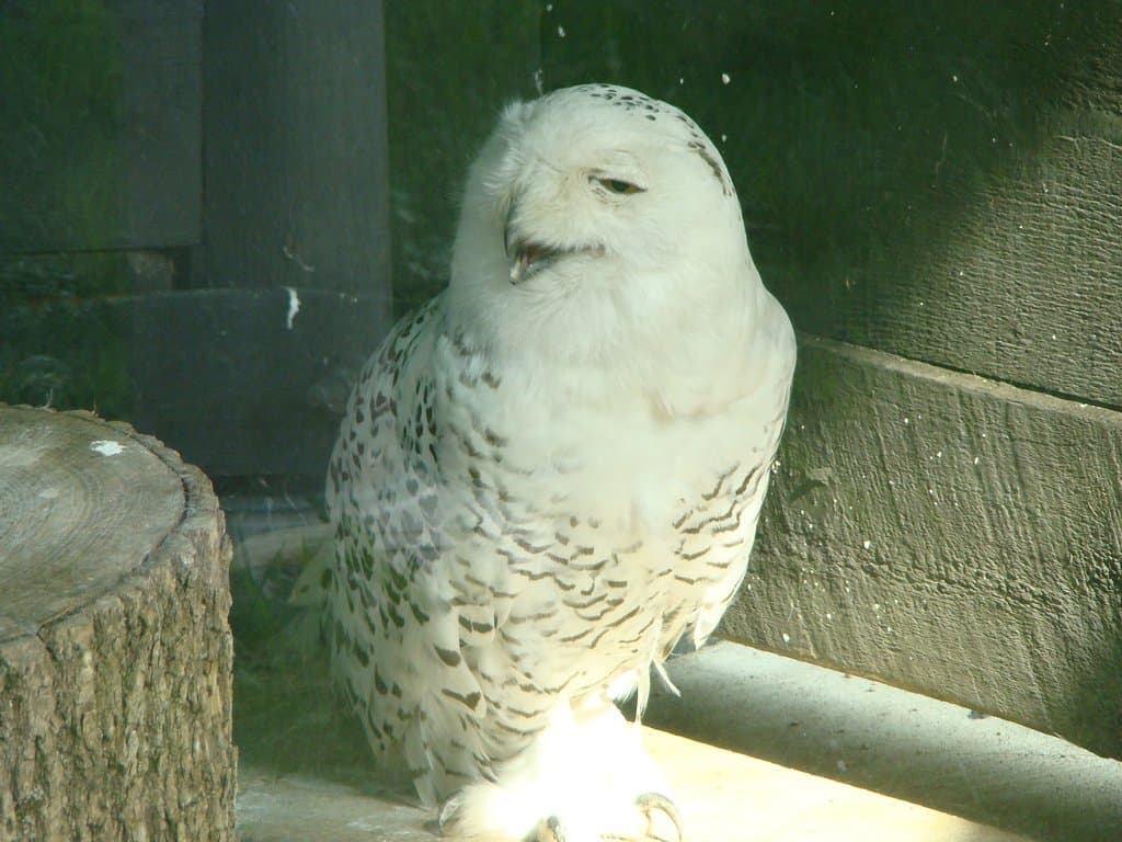 Ochsner Park Zoo is one of the few zoos in North America that has Snowy Owls!