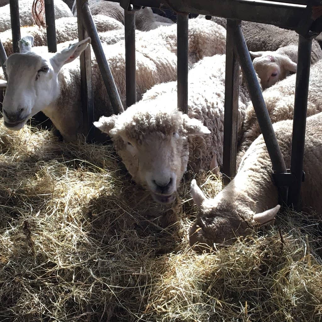 Sheep Herding Demonstration