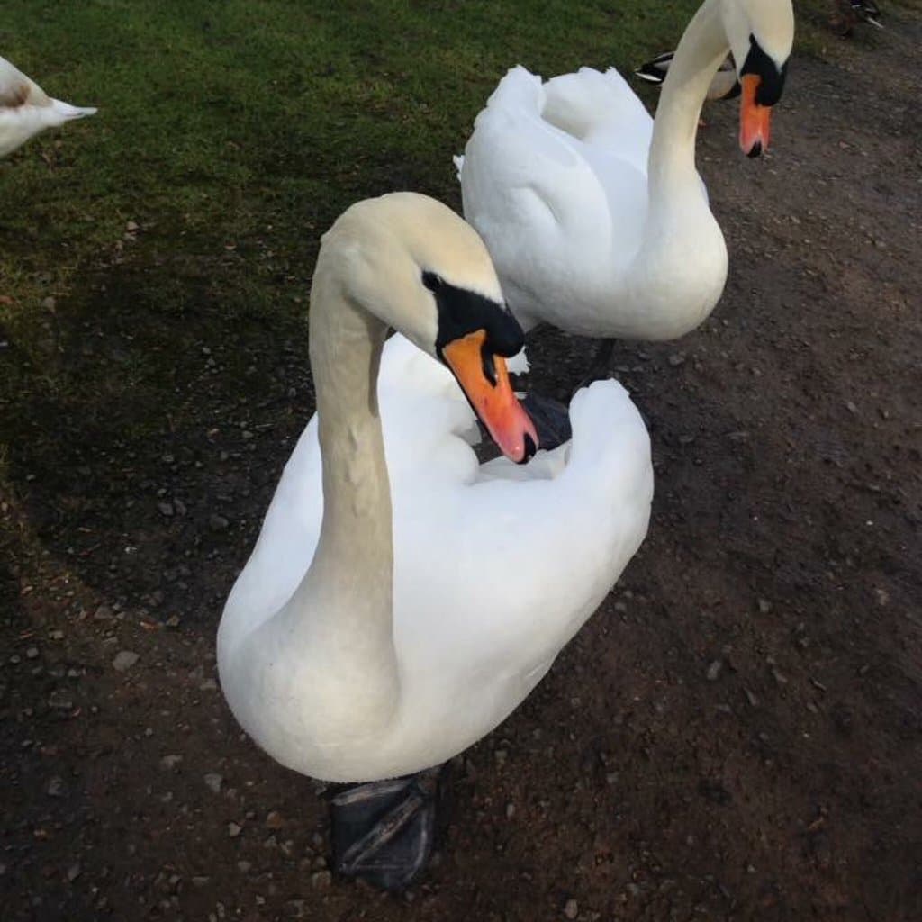 Lliswerry Pond Newport