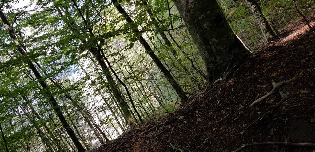 Panoramic Viewpoints