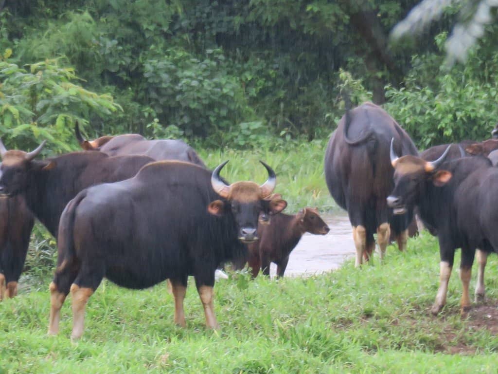 Gaur and Other Wildlife