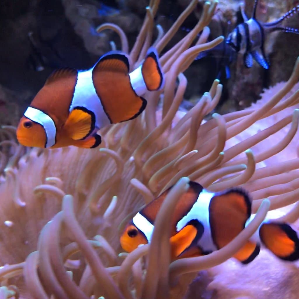 Aquarium de Vendée