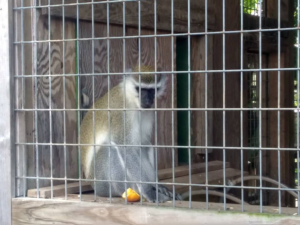 After-Hours Zoo Tour