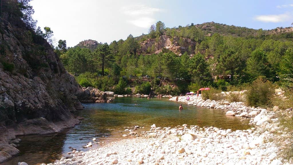 Pine Forest Picnic Spots
