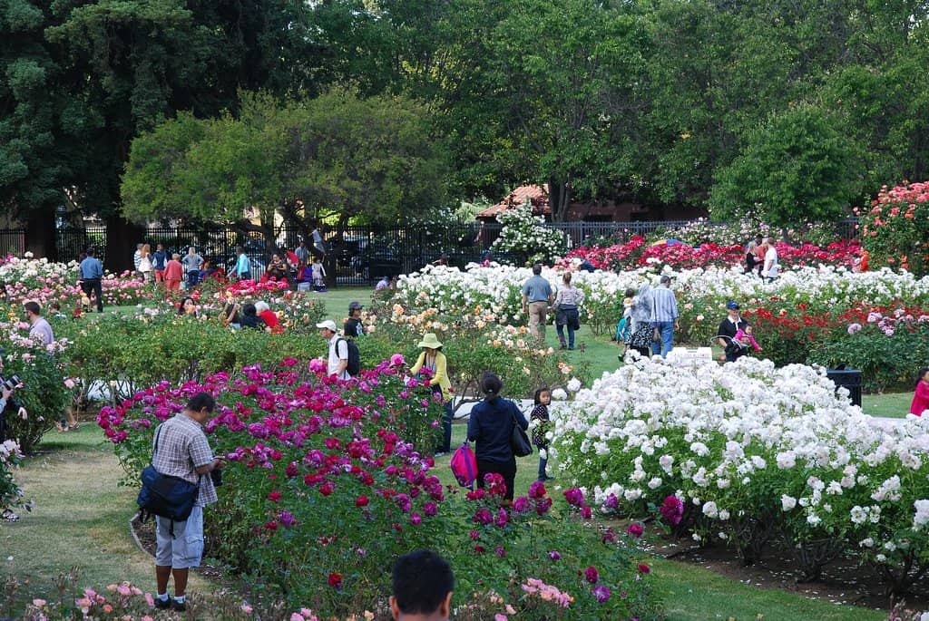 Fragrant Atmosphere