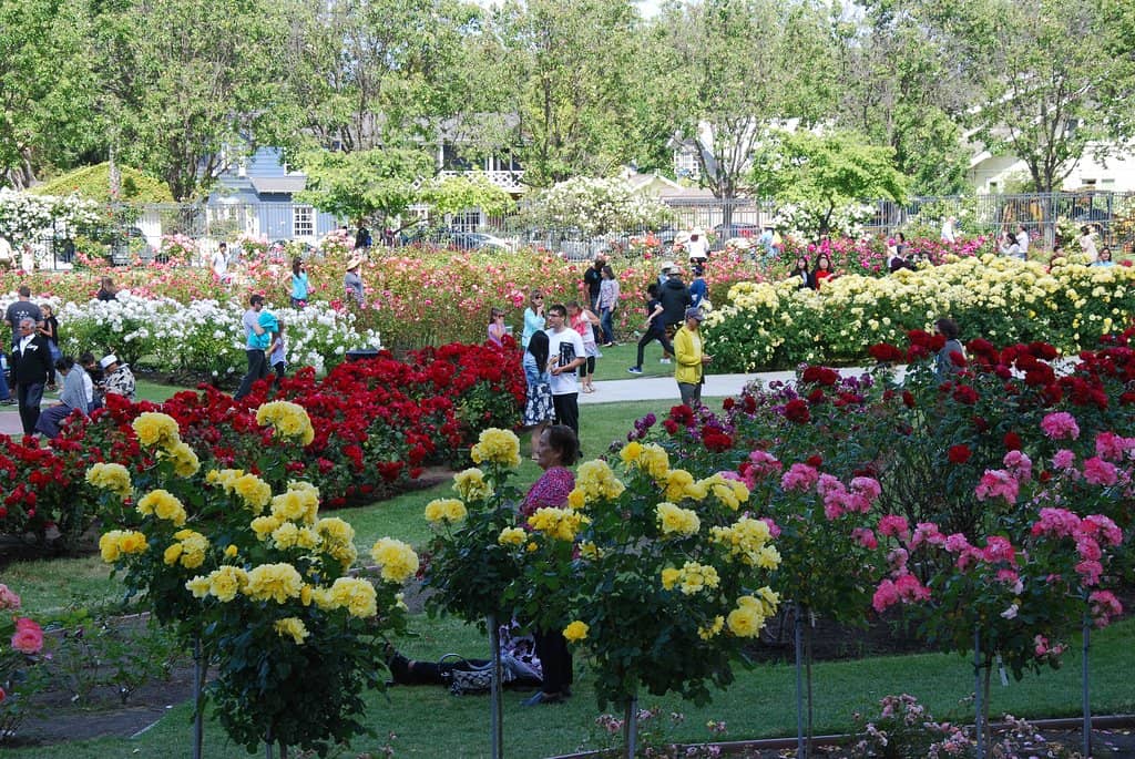 Central Gazebo