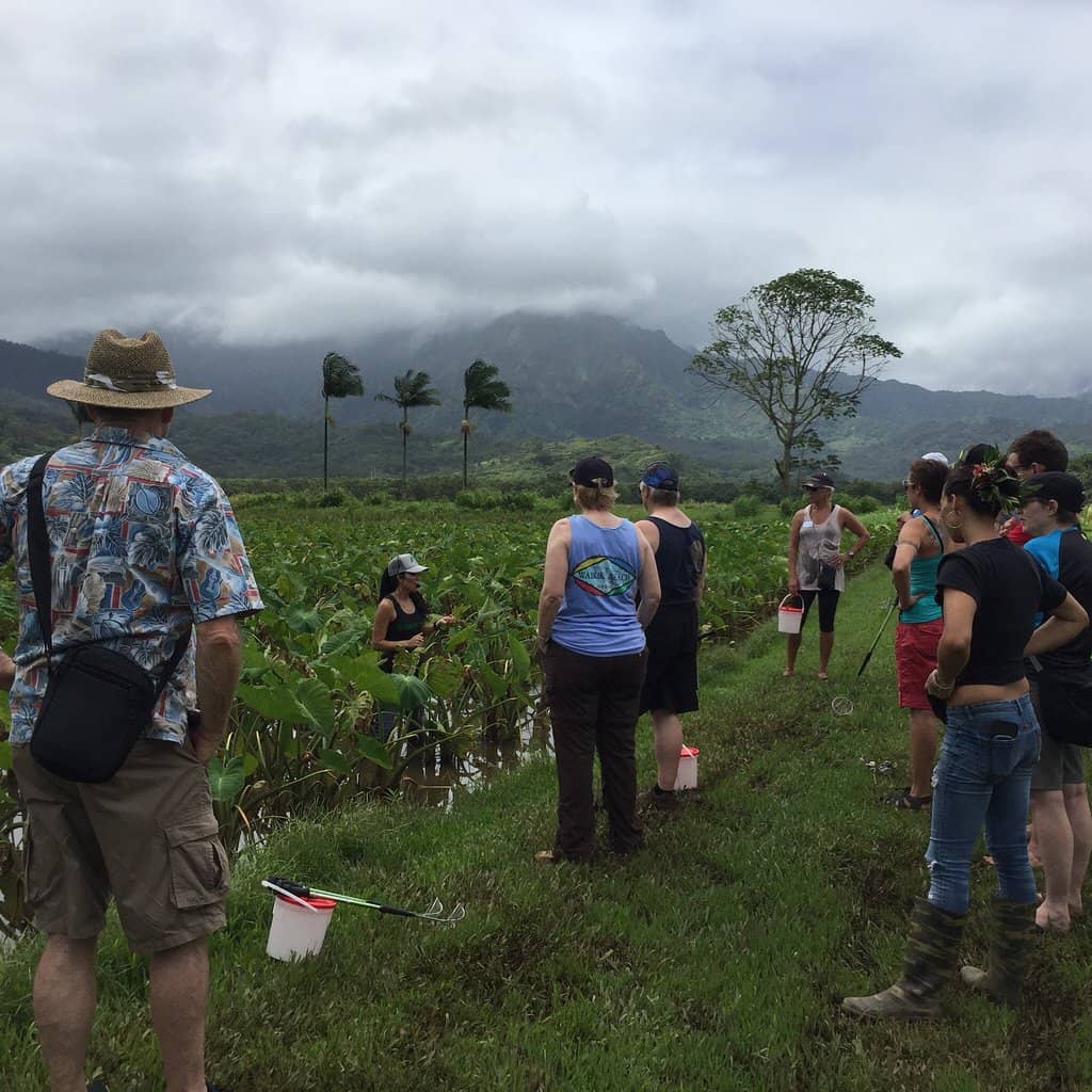 Historic Taro Farm