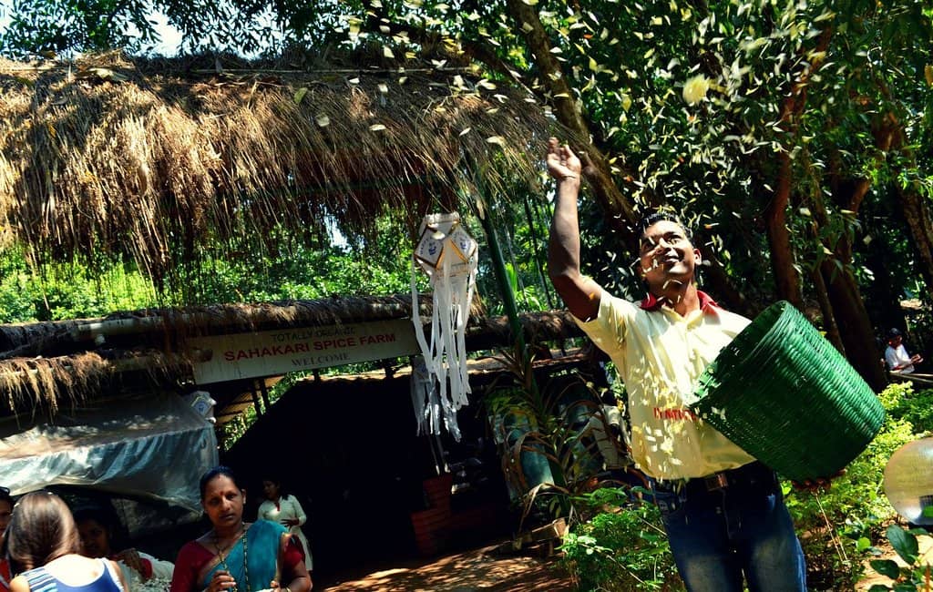 Guided Spice Plantation Tour