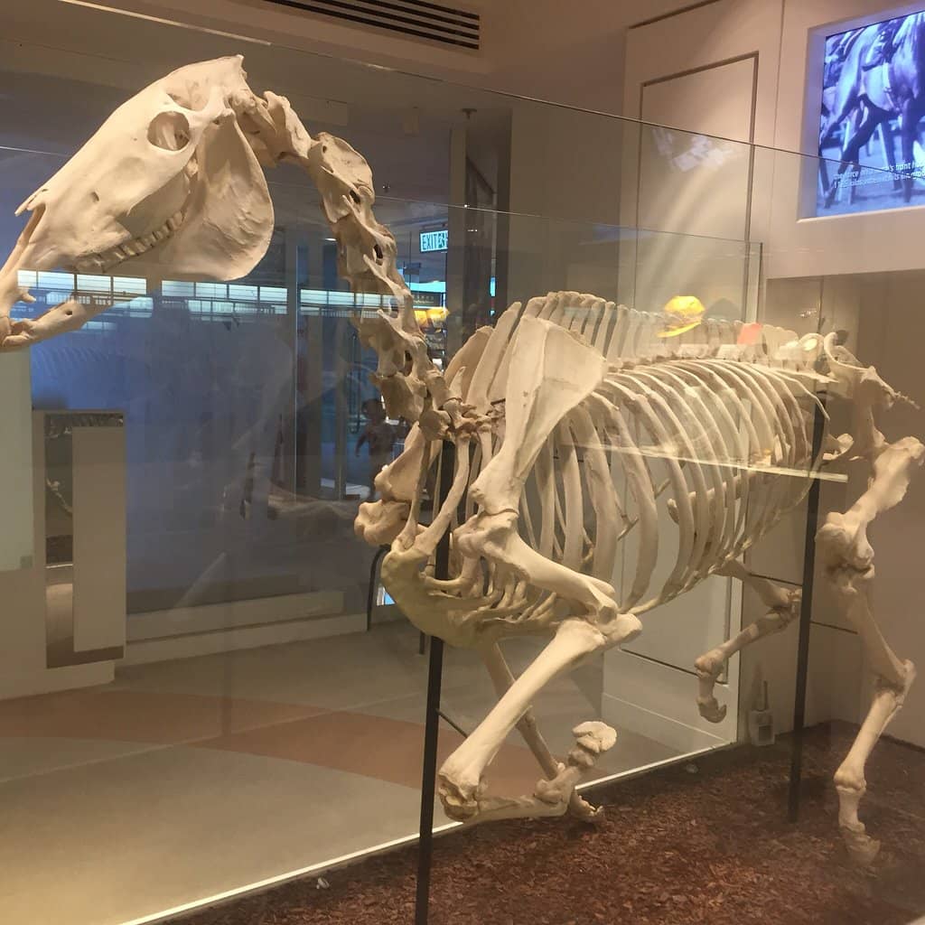 Jockey Club's Charitable Role