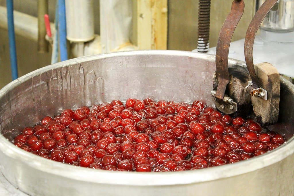 Glaçage manuelle de cerises variété "Bigarreau".