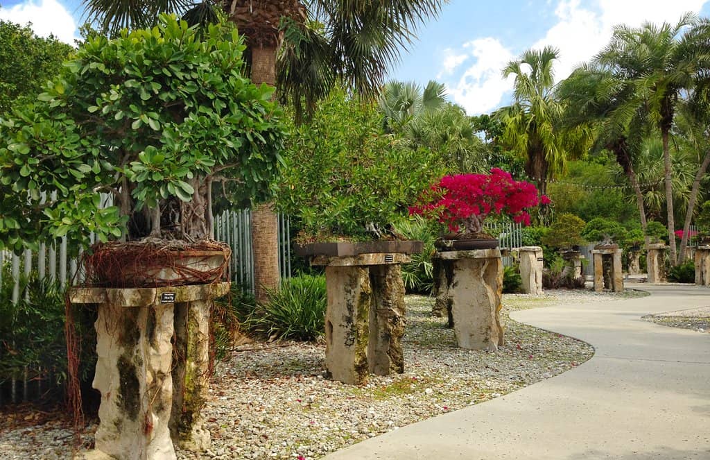 World-Class Bonsai Collection