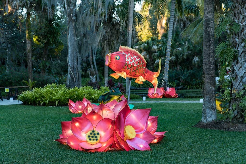 Water Lily Ponds
