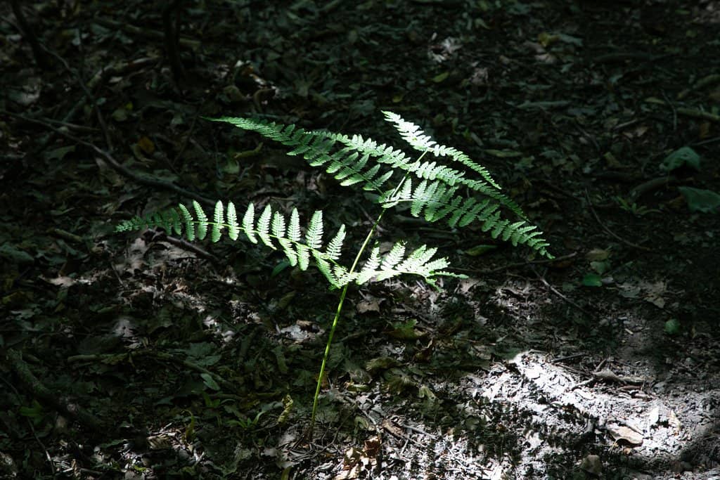 Splash Pad & Playground