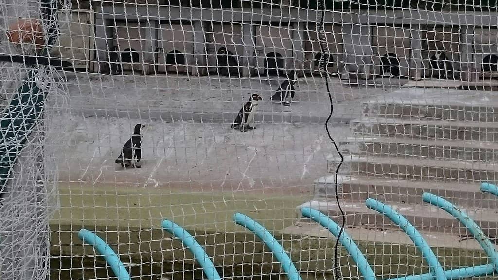 Diverse Animal Encounters