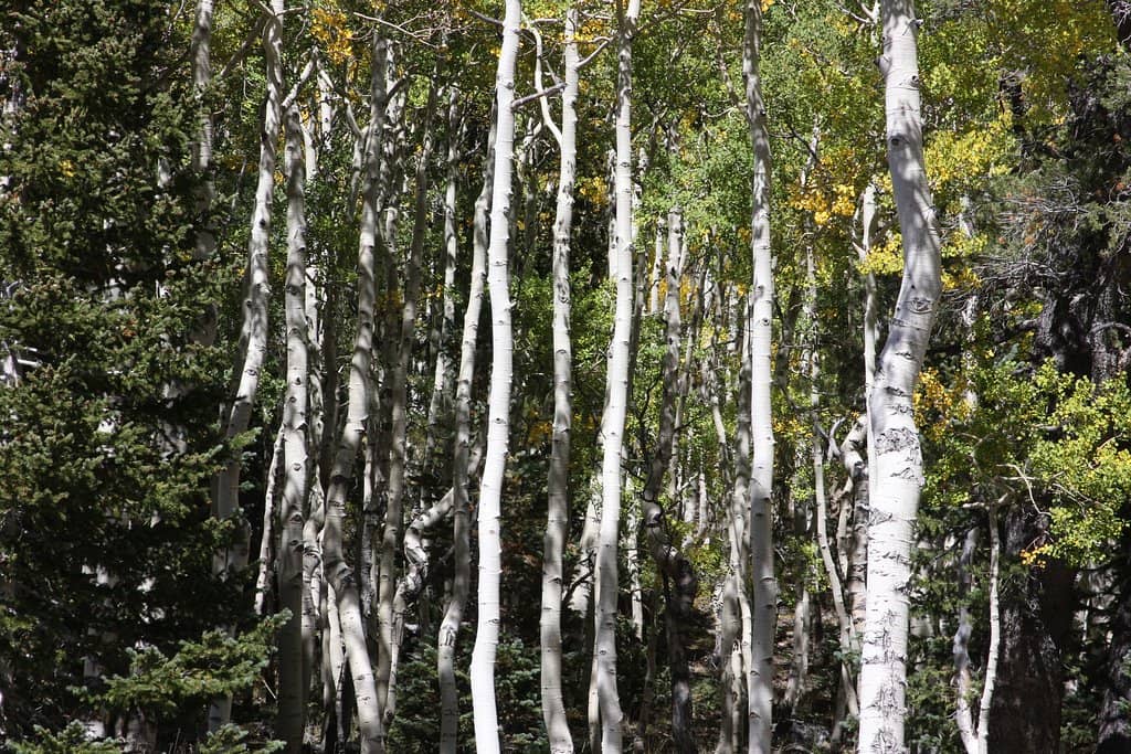 Wheeler Peak Scenic Drive