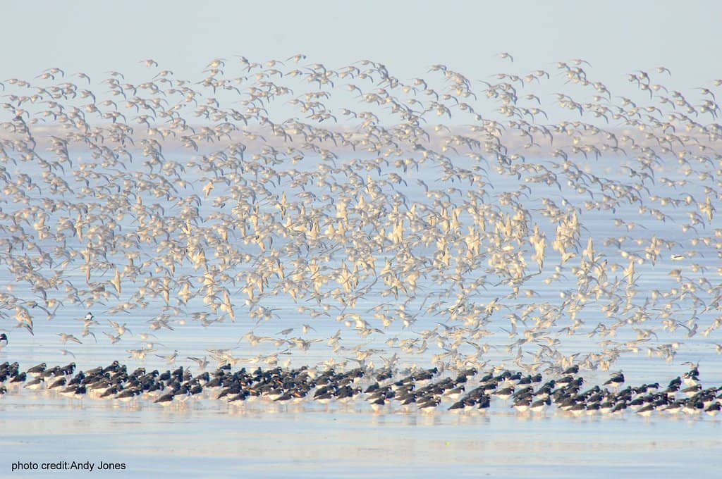 Wader Roost Site