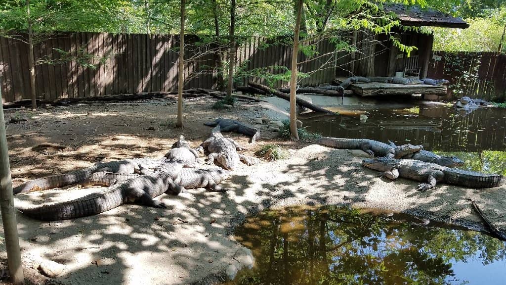 Interactive Feeding Stations