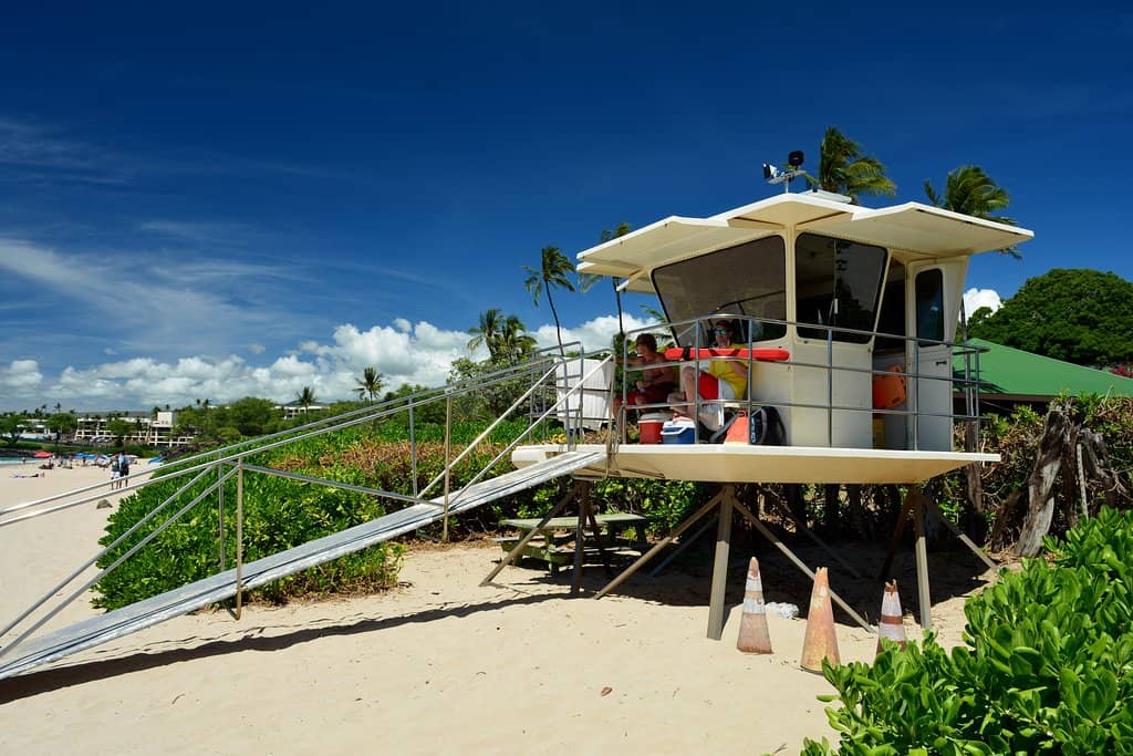 Green Sea Turtle Sightings