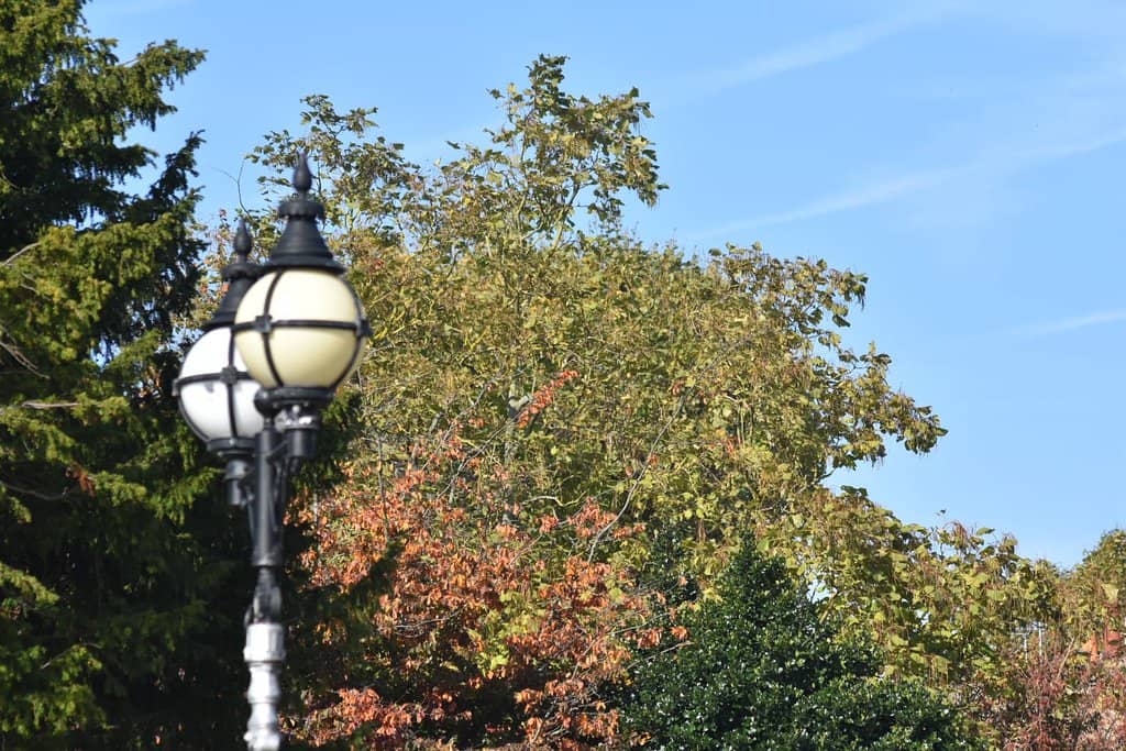 Mature Tree Canopy