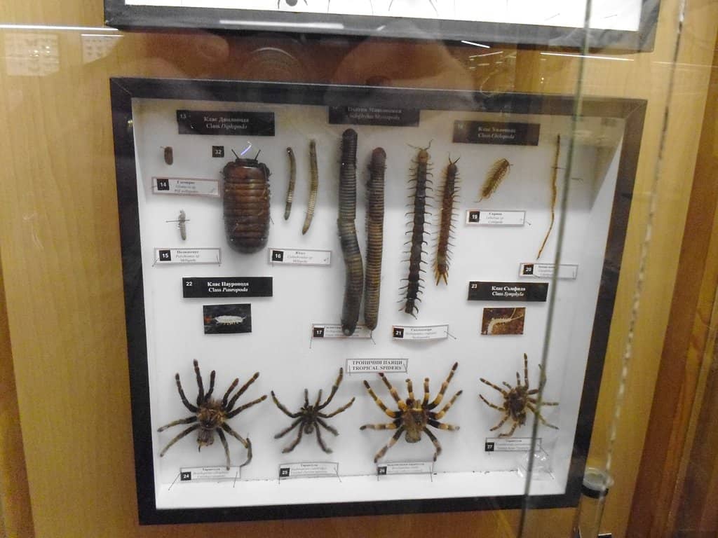 Medicinal Plants Gallery