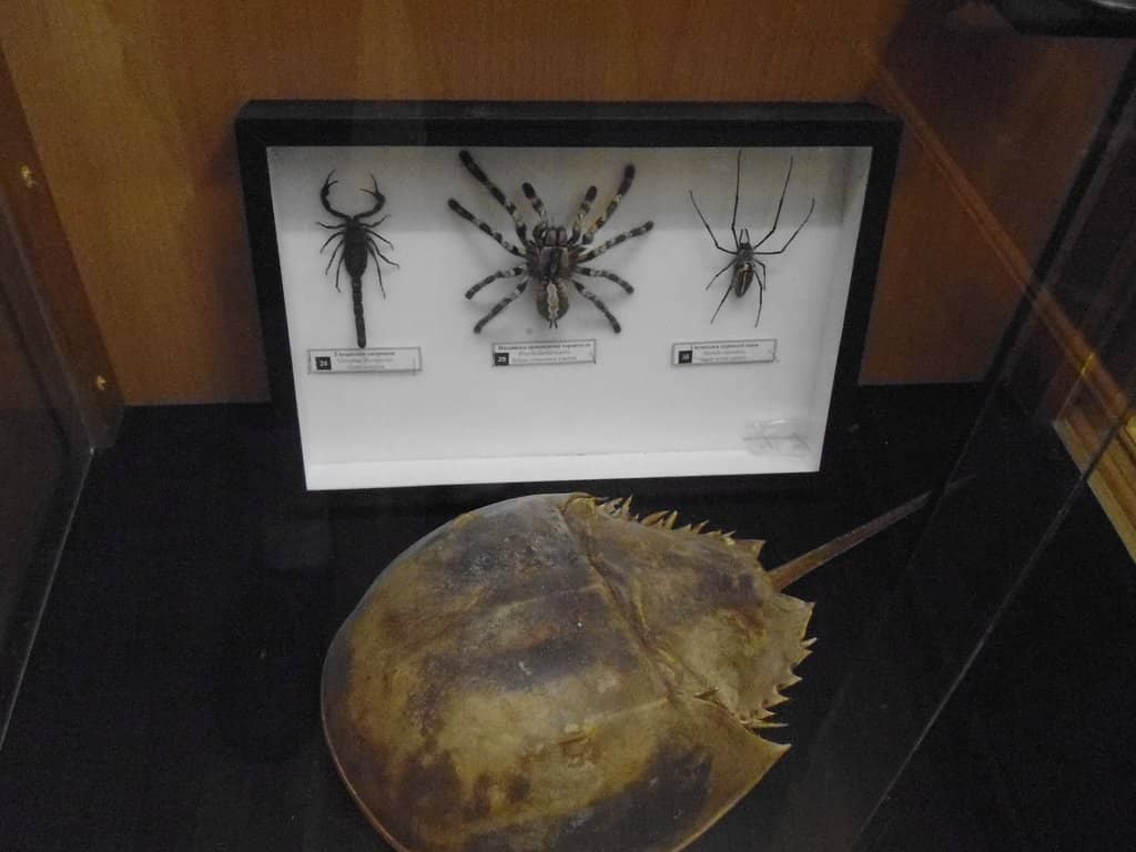 Skeleton Gallery