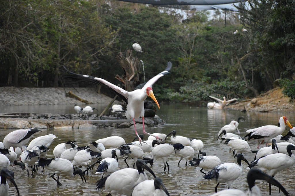 フラミンゴの湖ゾーン風景