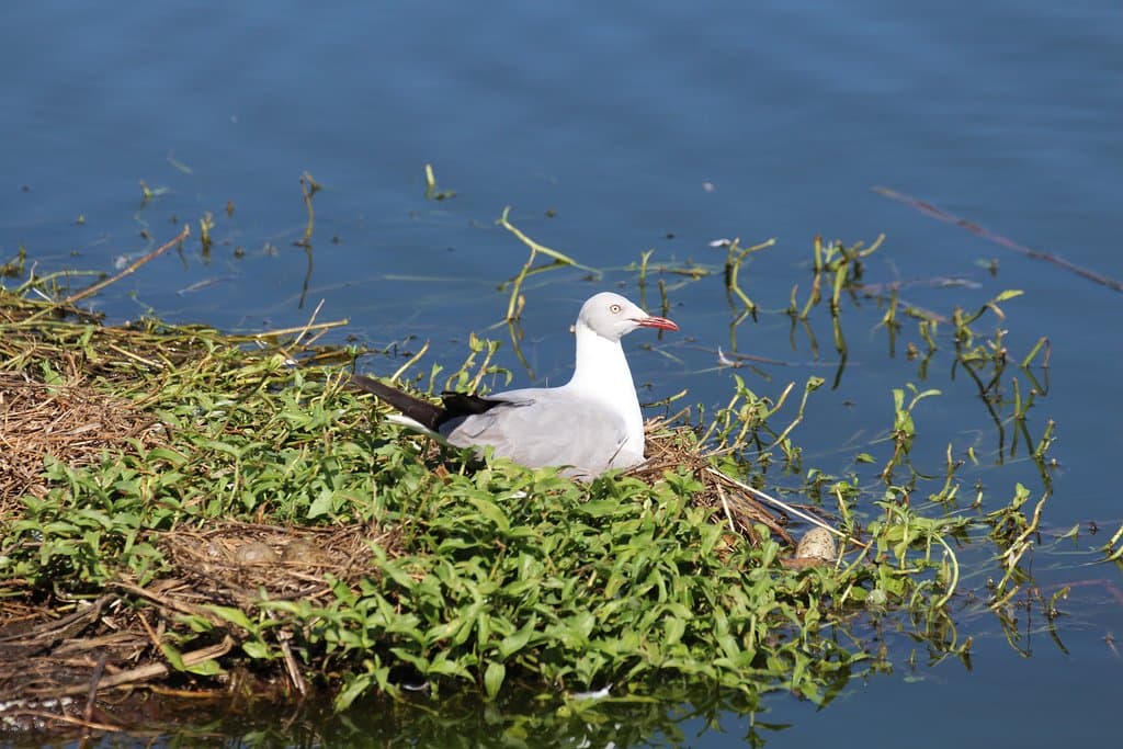 Paarl Bird Sanctuary